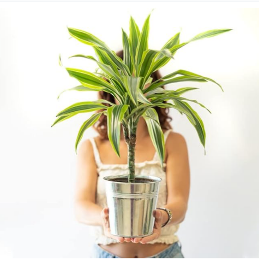 Jardinera Colgante Resistente - Maceta Cubo