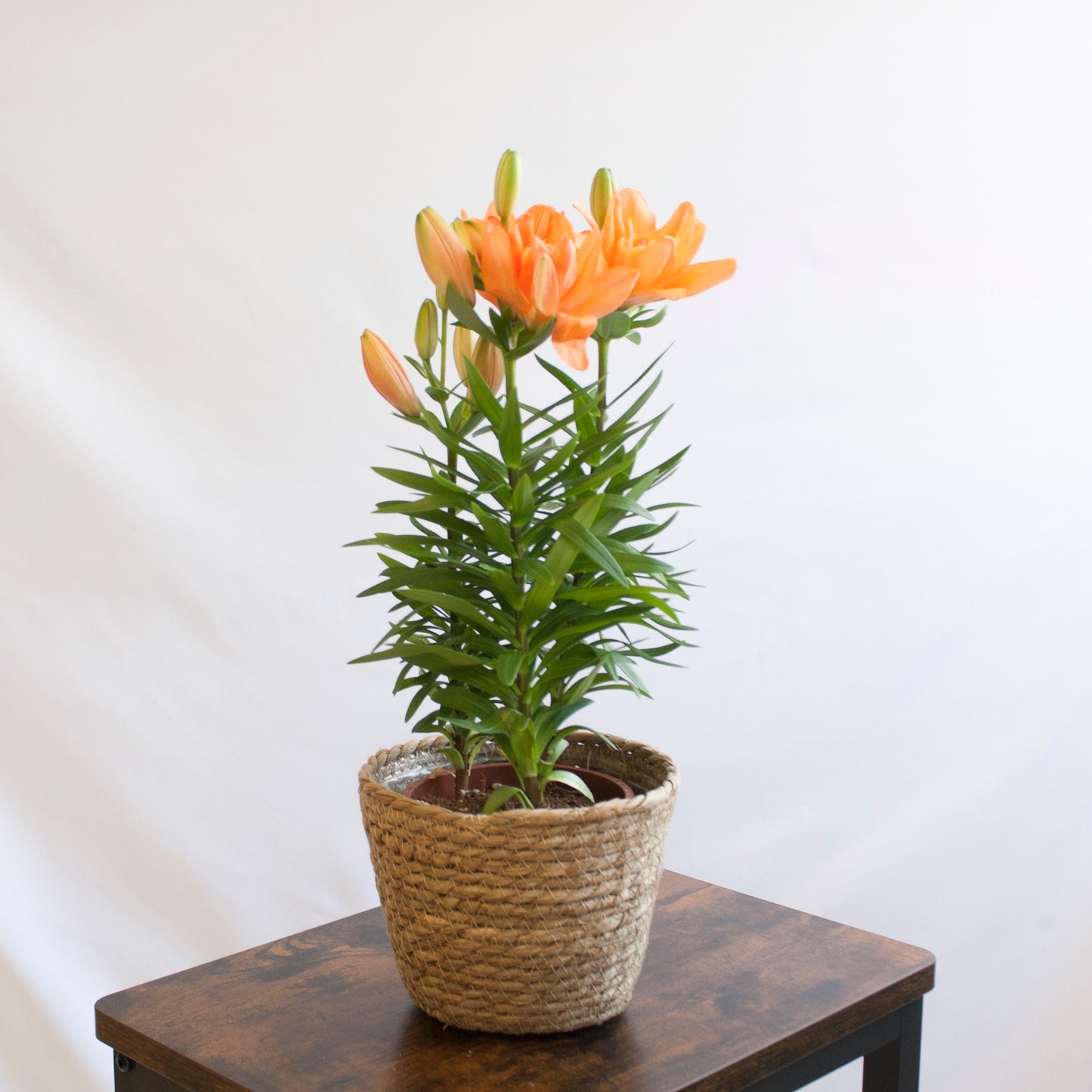 Lilium Naranja