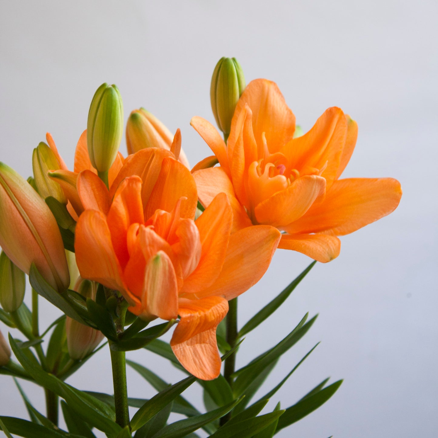 Lilium Naranja