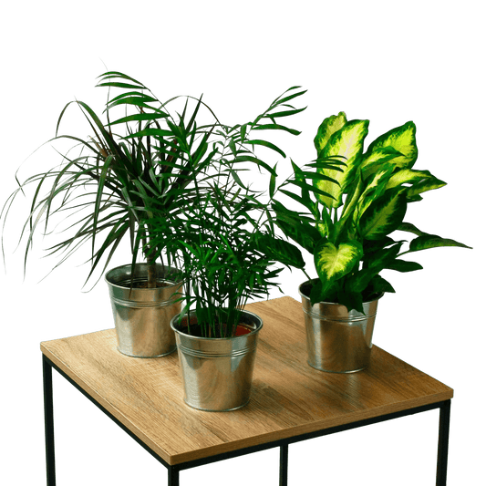Pack Ahorro Plantas Purificadoras de Aire en la tienda SMPLY PLANTS.