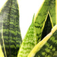 Thumb img