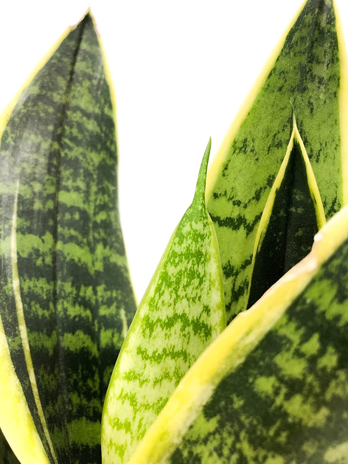 Detalle hojas de Sansevieria lngua de suegra