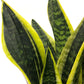 Thumb img