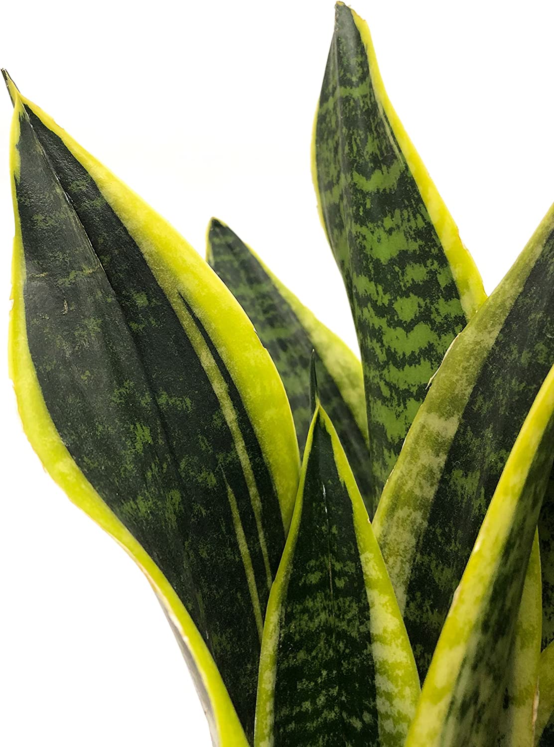 Detalle hojas de Sansevieria lngua de suegra