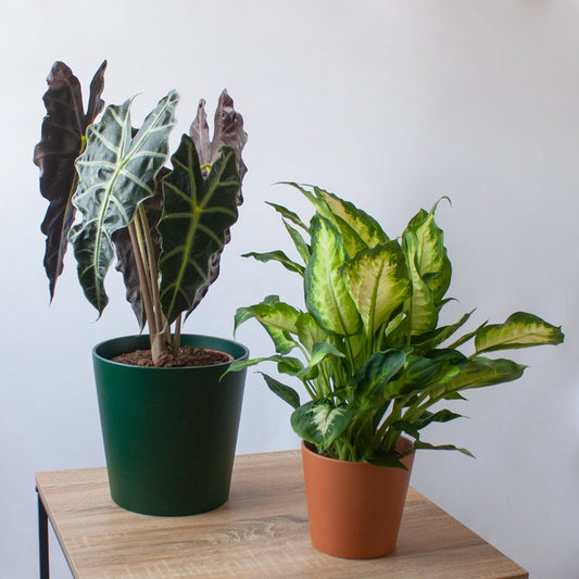 Pack Ahorro Alocasia Amazónica + Dieffenbachia en la tienda SMPLY PLANTS.