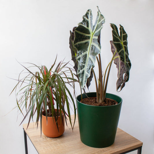 Pack Ahorro Alocasia Amazónica + Dracaena en la tienda SMPLY PLANTS.