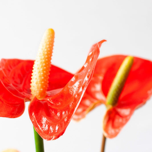 Anthurium Rojo en la tienda SMPLY PLANTS.