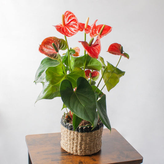 Anthurium Rojo en la tienda SMPLY PLANTS.