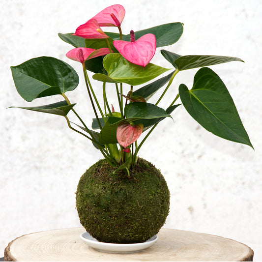 Kokedama Anthurium Rosa