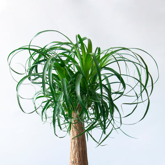 Beaucarnea Recurvata | Pata de elefante en la tienda SMPLY PLANTS.