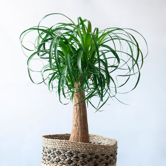Beaucarnea Recurvata | Pata de elefante en la tienda SMPLY PLANTS.