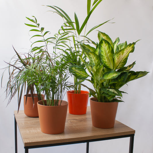Pack Ahorro Chamaedorea + Dieffenbachia + Dracaena Marginata + Areca en la tienda SMPLY PLANTS.