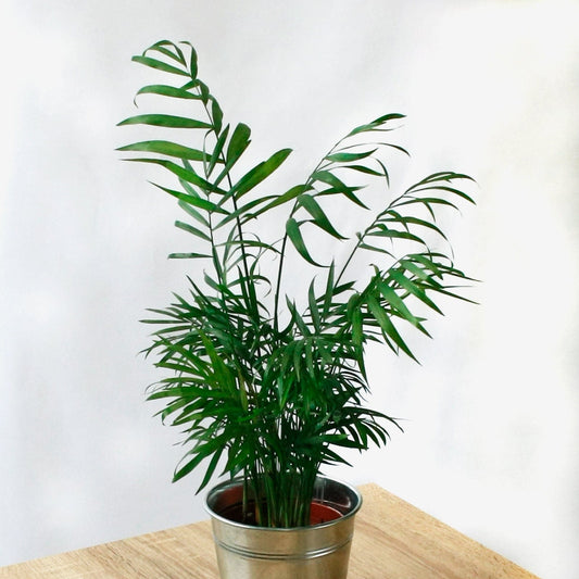 Pack Ahorro Plantas Purificadoras de Aire en la tienda SMPLY PLANTS.