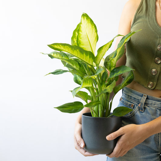 Dieffenbachia Camilla en la tienda SMPLY PLANTS.