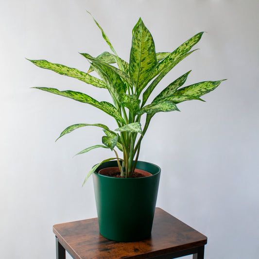 Dieffenbachia Vesubio en la tienda SMPLY PLANTS.