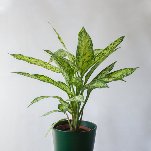 Dieffenbachia Vesubio en la tienda SMPLY PLANTS.