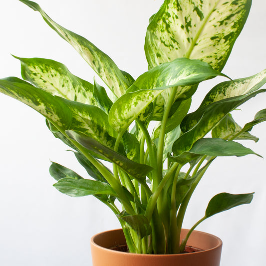 Dieffenbachia Exótica en la tienda SMPLY PLANTS.