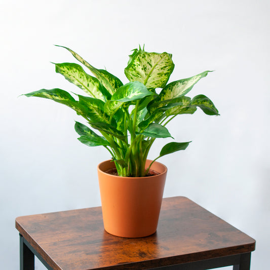 Dieffenbachia Exótica en la tienda SMPLY PLANTS.