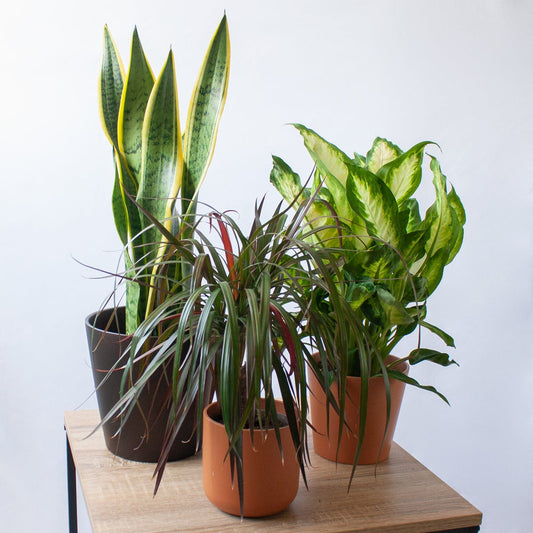 Pack Ahorro 3 Plantas Dracaena + Diffenbachia + Sansevieria en la tienda SMPLY PLANTS.