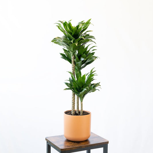 Dracaena Compacta L