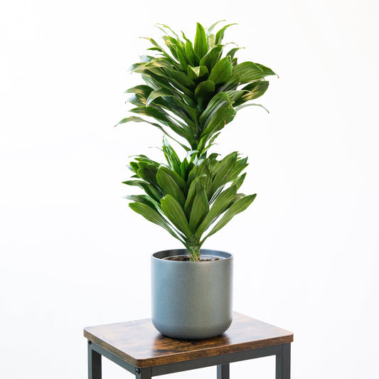 Dracaena Compacta M