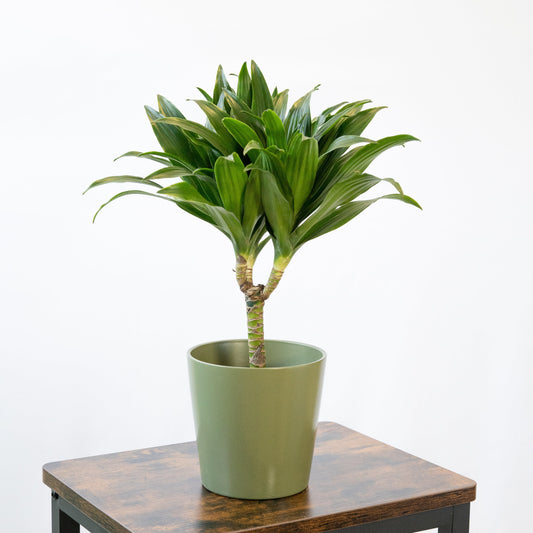 Dracaena Compacta S