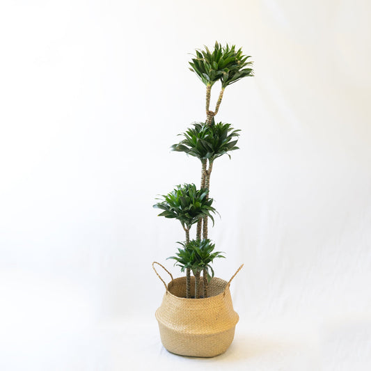 Dracaena Compacta XL