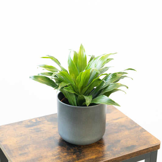 Dracaena Compacta XS