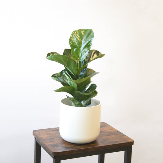 Ficus Lyrata - Bambino Natural Viva
