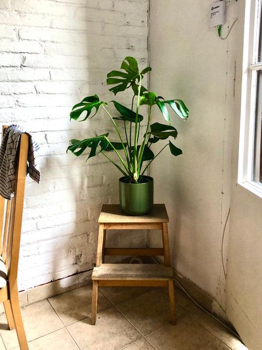 Monstera Deliciosa SMPLY in a green pod on a house corner