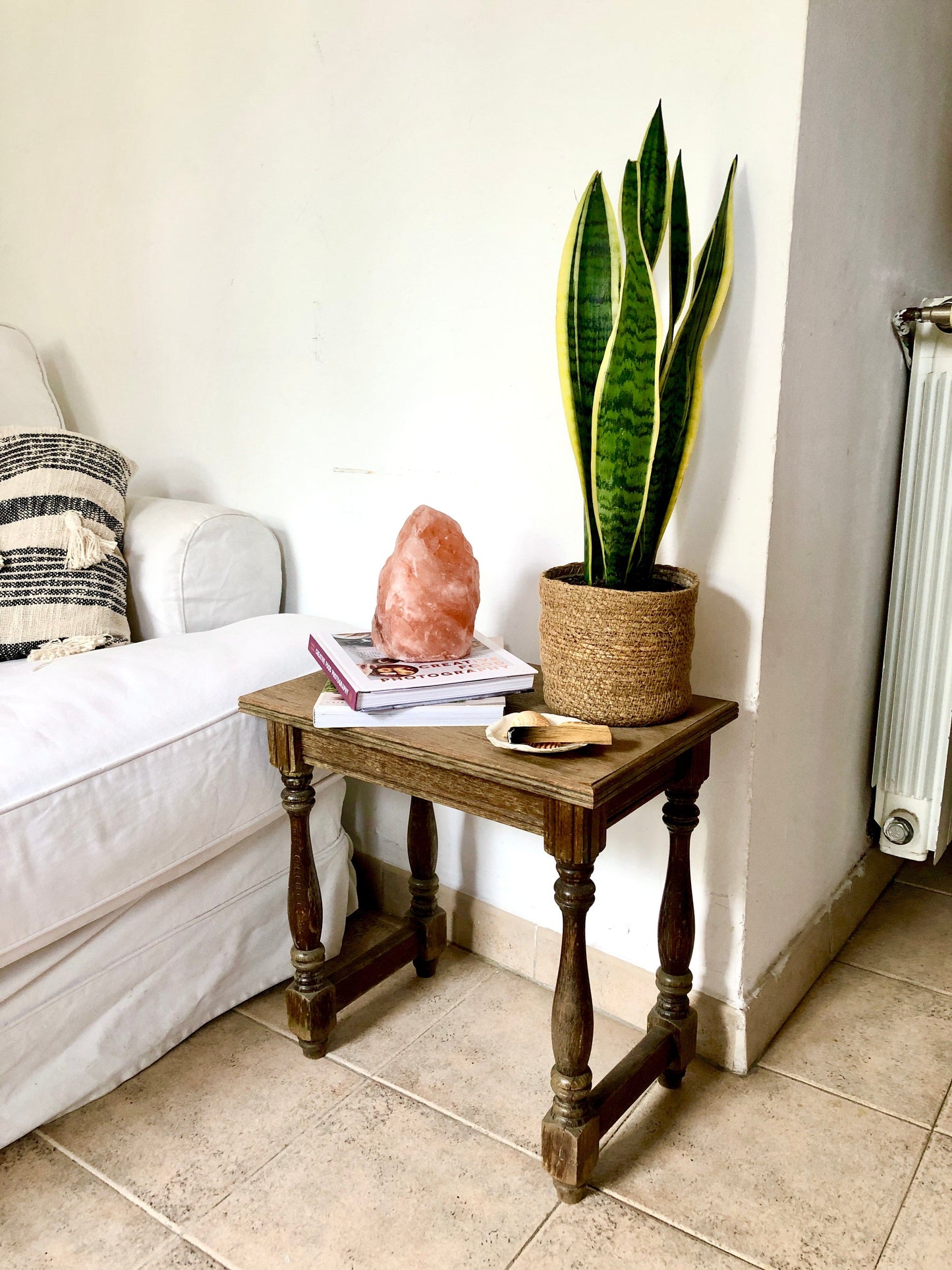 Sansevieria Laurentii | Lengua de Suegra en la tienda SMPLY PLANTS.