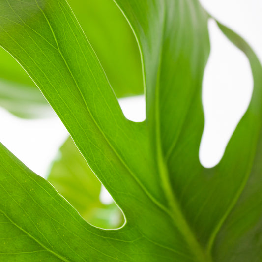 Monstera Deliciosa en la tienda SMPLY PLANTS.