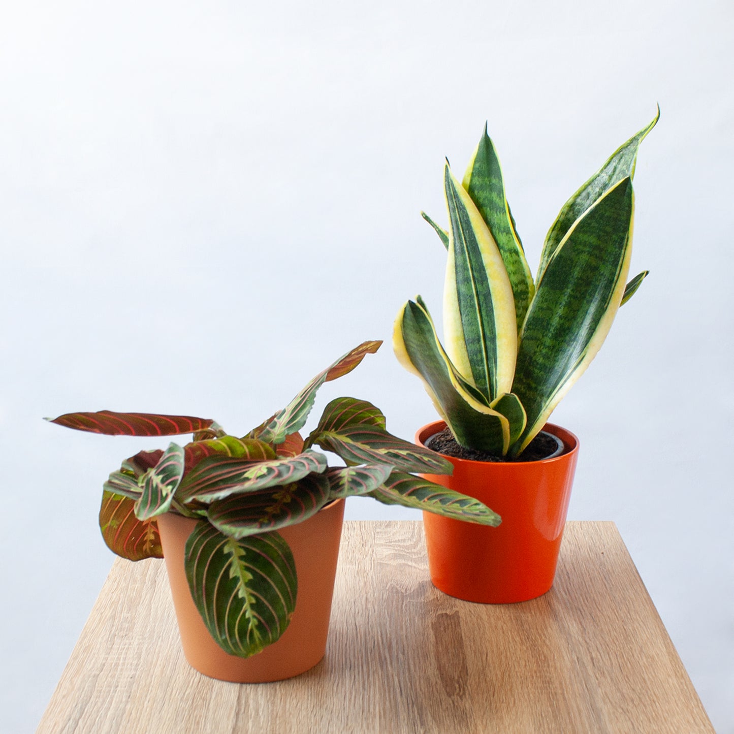 Pack Ahorro Maranta + Sansevieria en la tienda SMPLY PLANTS.