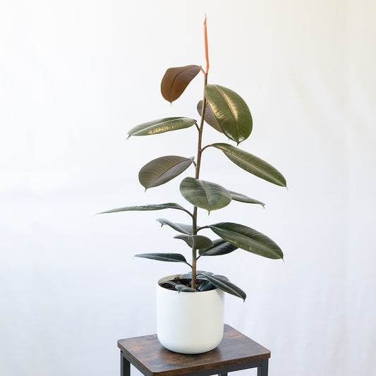 Ficus Robusta en la tienda SMPLY PLANTS.