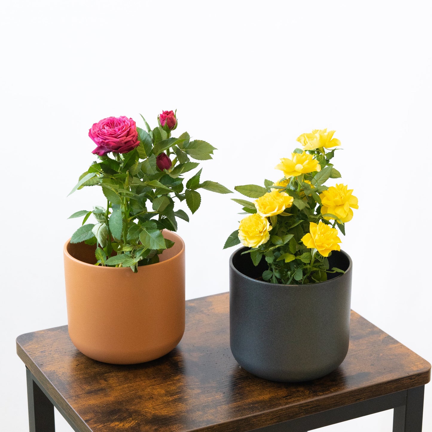 Pack Ahorro Rosales Mini en la tienda SMPLY PLANTS.