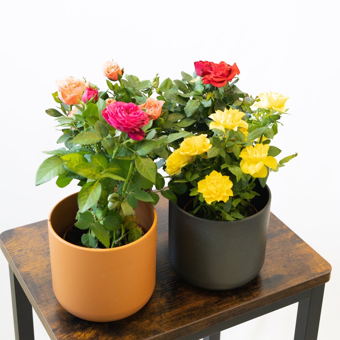 Pack Ahorro Rosales Mini en la tienda SMPLY PLANTS.