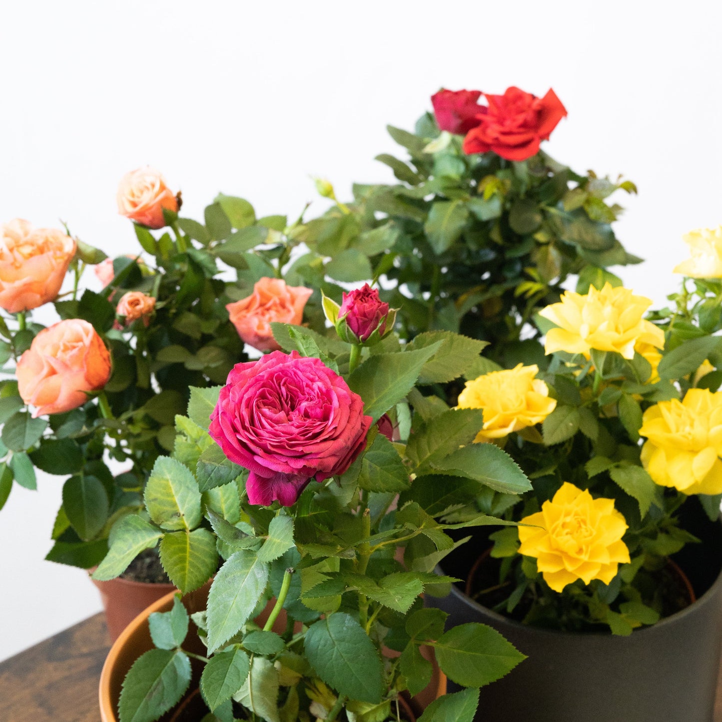 Pack Ahorro Rosales Mini en la tienda SMPLY PLANTS.
