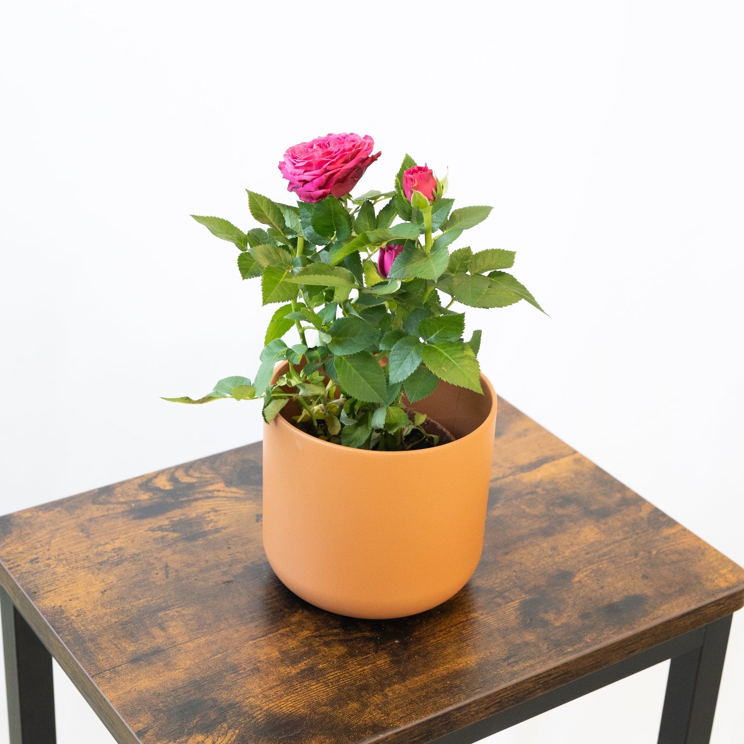 Pack Ahorro Rosales Mini en la tienda SMPLY PLANTS.