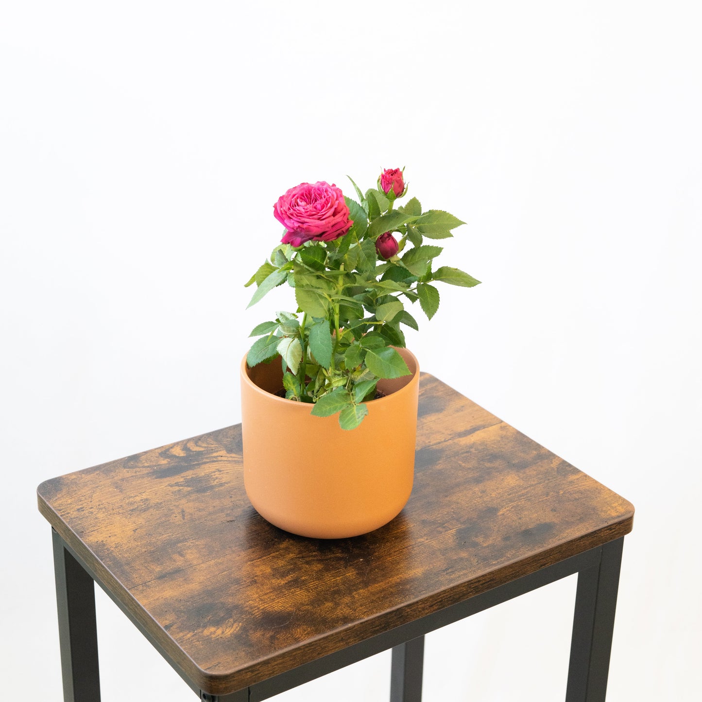 Pack Ahorro Rosales Mini en la tienda SMPLY PLANTS.