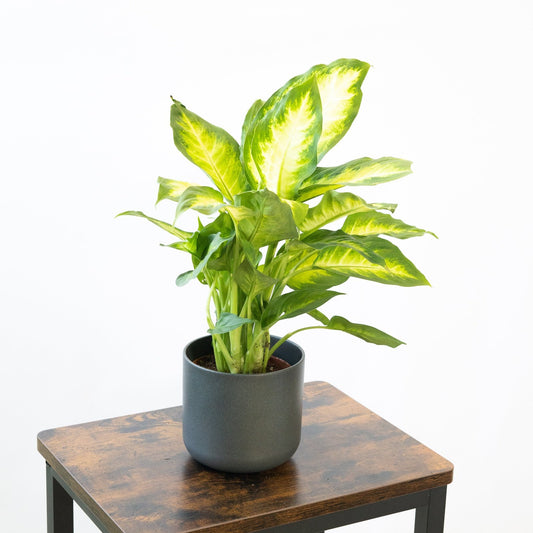 Dieffenbachia Camilla en la tienda  SMPLY PLANTS.