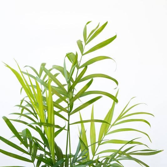 Chamaedorea Elegans en la tienda SMPLY PLANTS.