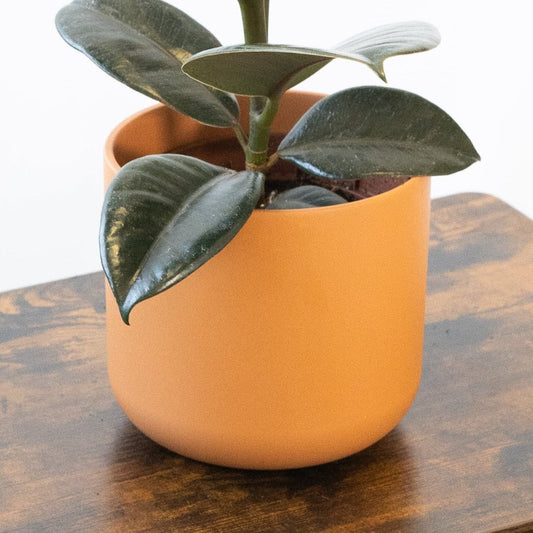 Maceta Aura Terracota en la tienda SMPLY PLANTS.