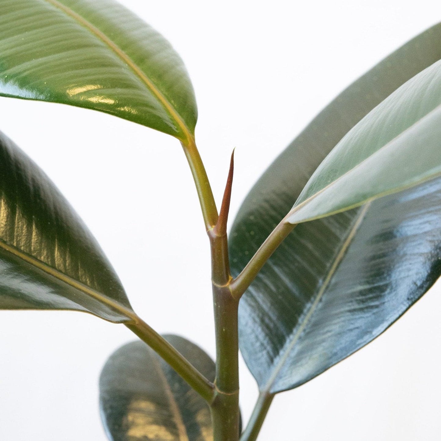 Ficus Robusta Grande
