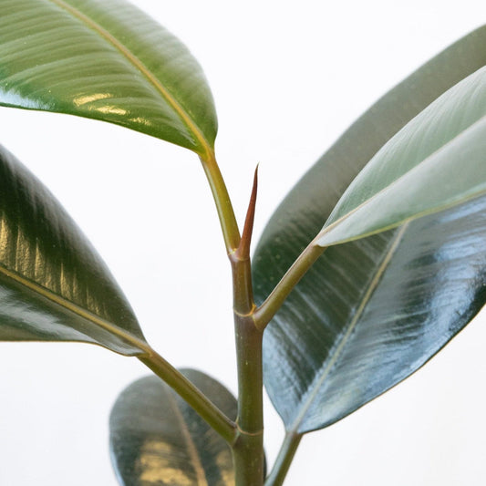 Ficus Robusta Grande