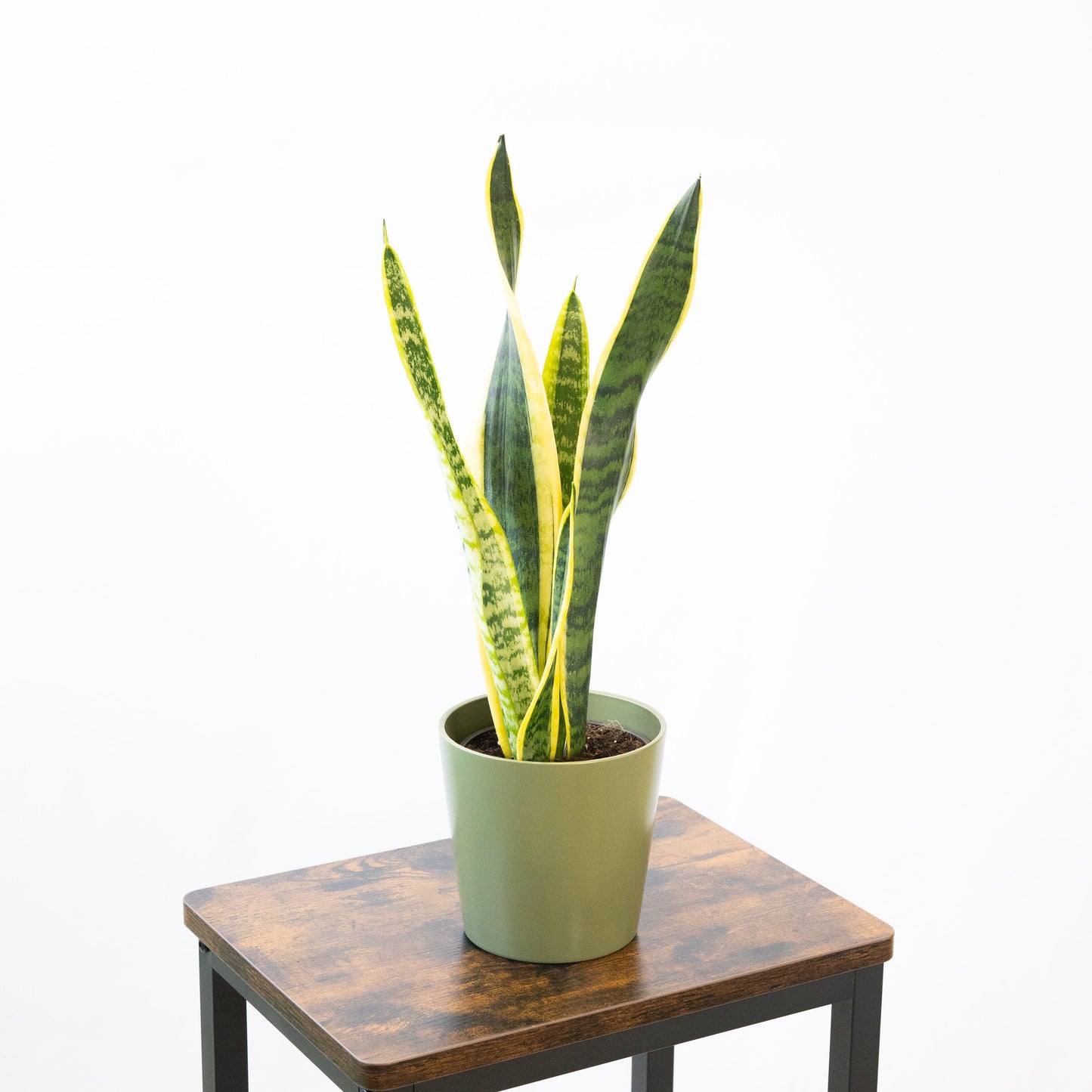 Sansevieria Laurentii | Lengua de Suegra en la tienda SMPLY PLANTS.