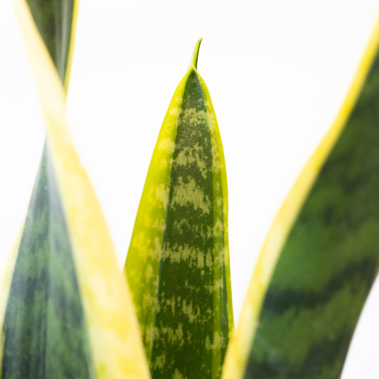 Sansevieria Laurentii | Lengua de Suegra en la tienda SMPLY PLANTS.