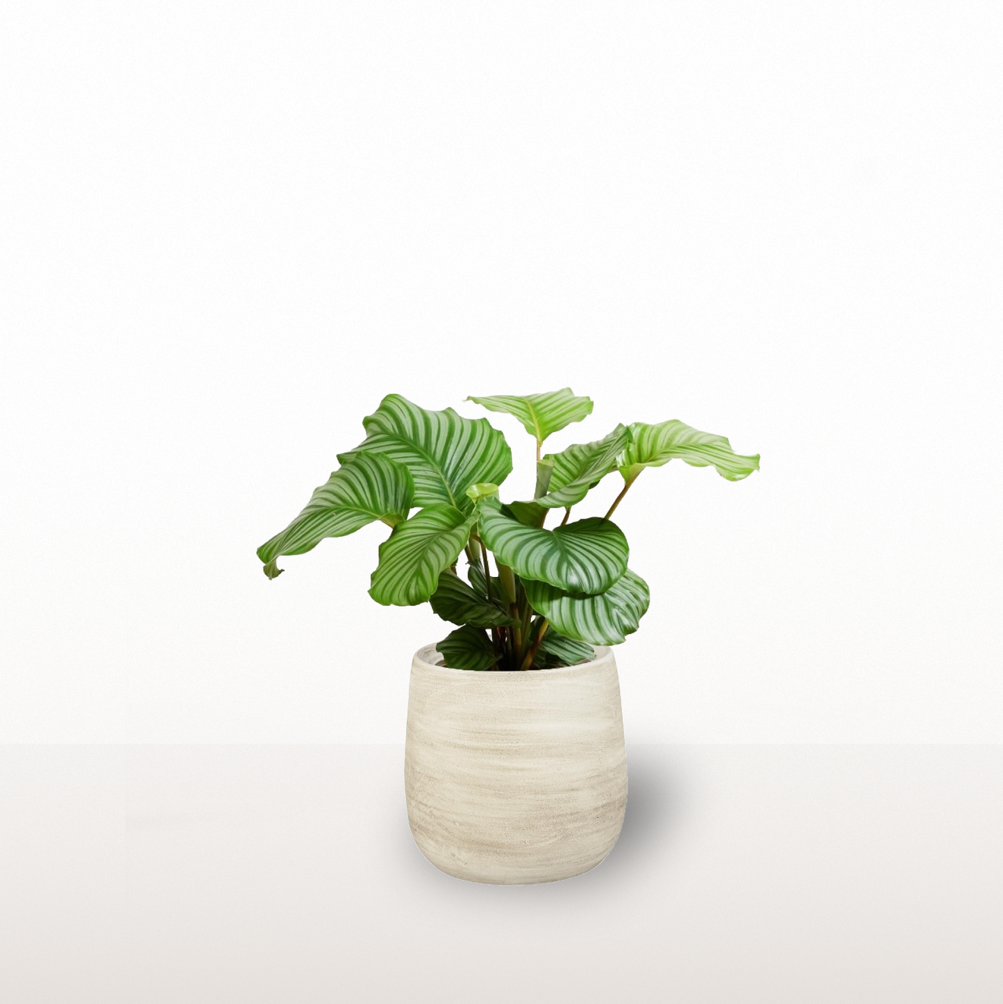 Calathea Orbifolia