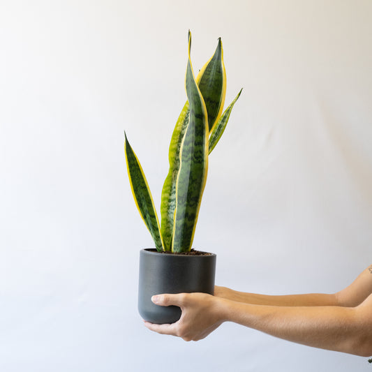 Pack Ahorro 2x Sanseviera | Lengua de Suegra en la tienda  SMPLY PLANTS.