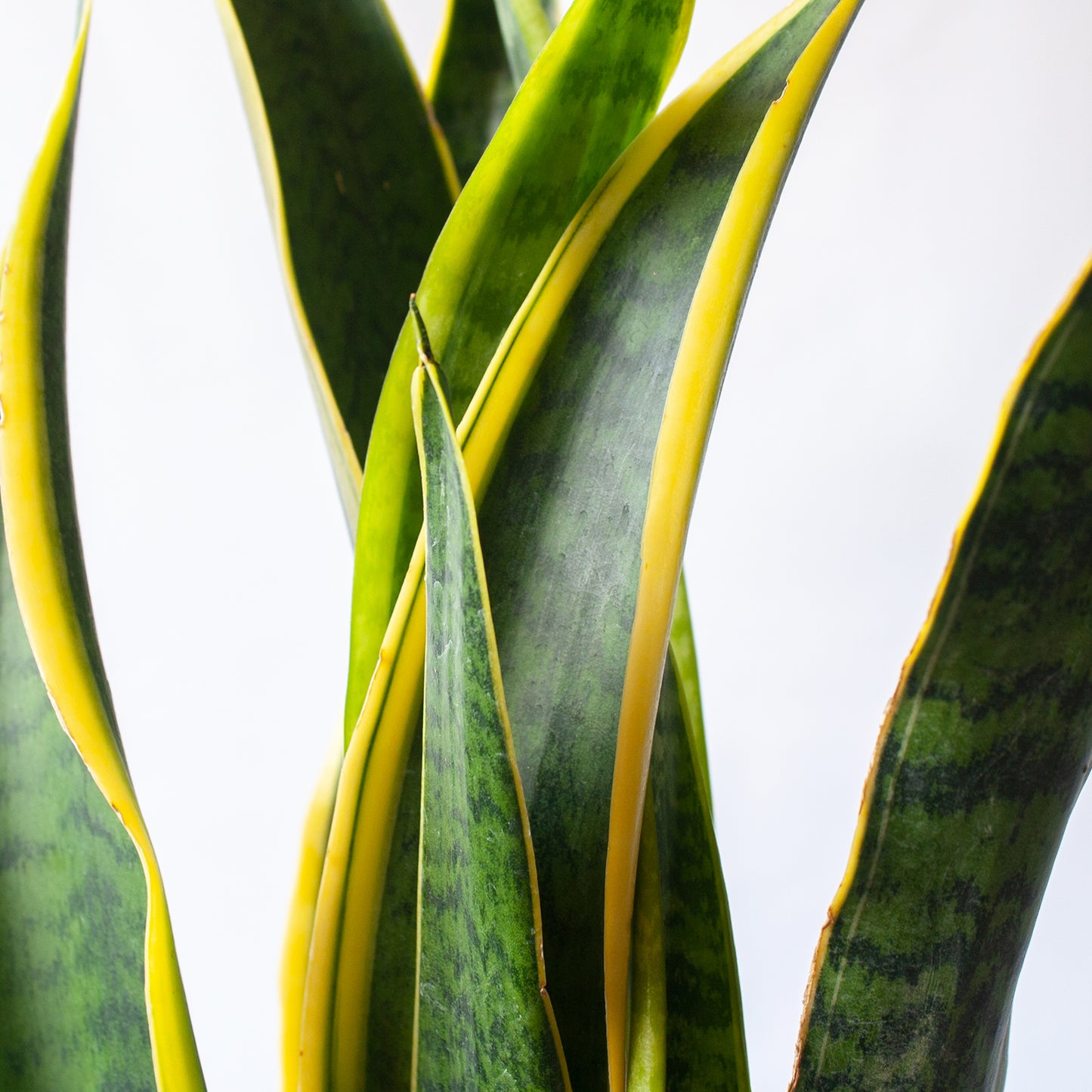 Sansevieria Laurentii | Lengua de Suegra en la tienda SMPLY PLANTS.