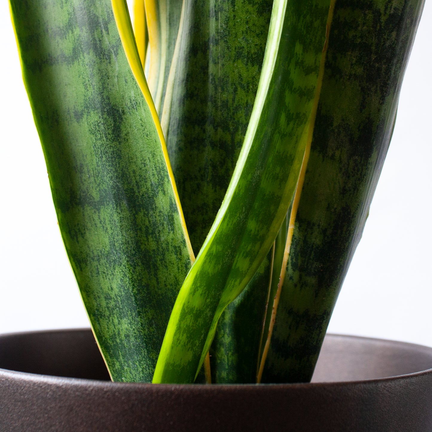 Sansevieria Laurentii | Lengua de Suegra en la tienda SMPLY PLANTS.
